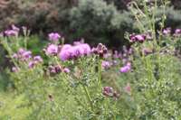 The thistle is one of the symbols of Scotland